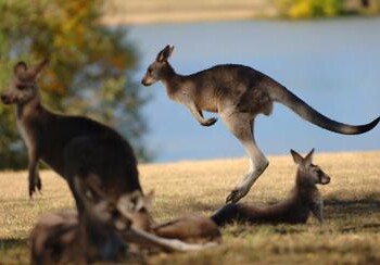 Australia: stop a pelle di canguro, Prestipino (Pd) annuncia proposta legge  