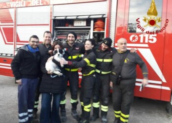 Cagnolina in una buca salvata dai vigili