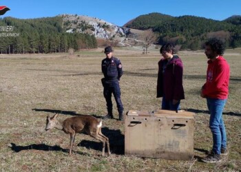 Capriolo curato e reimmesso in natura
