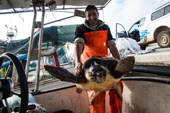 Caretta caretta salvata da pescatore