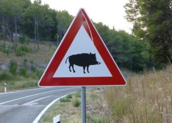 Cinghiali, protesta Coldiretti il 3 marzo