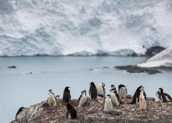 E’ caldo record in Antartide, 20,7 gradi