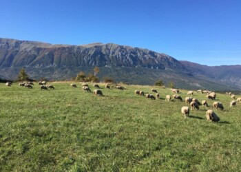 Gli allevatori della ‘Montagna Madre’