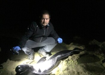 Globicefalo spiaggiato in sud Sardegna
