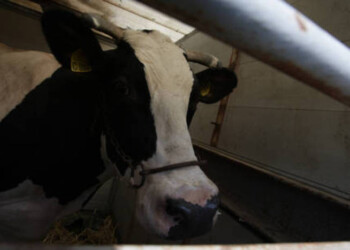 Grave agricoltore colpito da una mucca