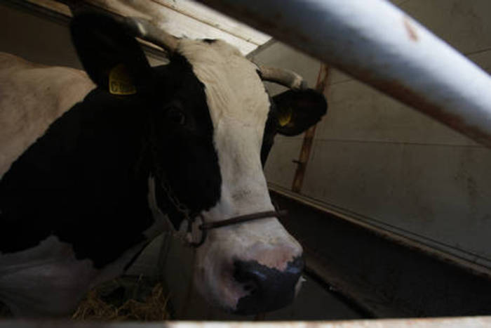 Grave agricoltore colpito da una mucca