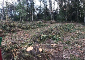 Grave un boscaiolo ferito a Campo Tures