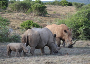 In calo i rinoceronti vittime dei bracconieri in Sudafrica