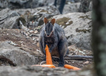 Incendi Australia, in pericolo 113 specie