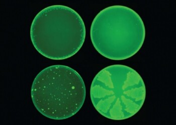 L’intelligenza artificiale scopre un super antibiotico