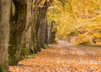 Lombardia terza in Italia per superficie foreste 