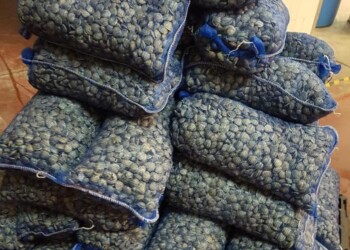 Maxi sequestro di vongole a Giulianova