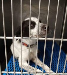 MESSINA: 20 febbraio 2020 Otto ha circa 6 mesi e pesa sui 10 kg al momento è in clinica ricoverato  è stato trovato per strada sui Colli San Rizzo (Me)