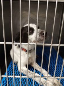 MESSINA: 20 febbraio 2020 Otto ha circa 6 mesi e pesa sui 10 kg al momento è in clinica ricoverato  è stato trovato per strada sui Colli San Rizzo (Me)