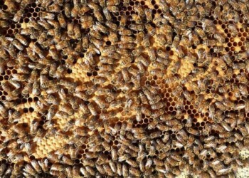 Molise punta a sviluppo apicoltura