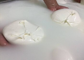 Mozzarella di bufala, investimento di 7,7 milioni in Campania