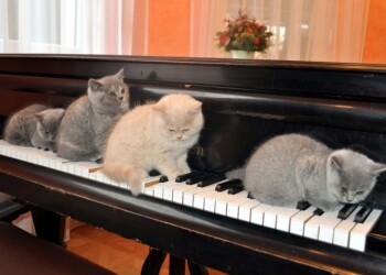 Musica anti-stress per gatti, con fusa e miagolii fra le note