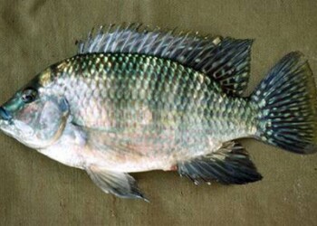 Nel Sahara un antico popolo di pescatori, ecco il loro menù