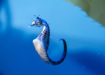 Nella Locride c’è l’Eden degli ippocampi