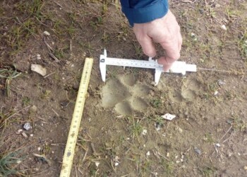 Pantera in Molise, controlli su orme