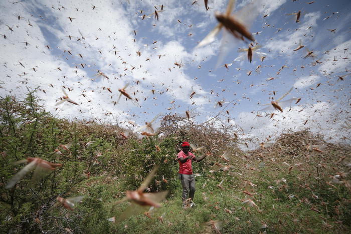 Somalia: invasione locuste, è emergenza