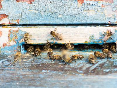 ‘Sos api in inverno bollente’