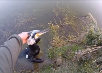 Tar Liguria sospende caccia cormorani