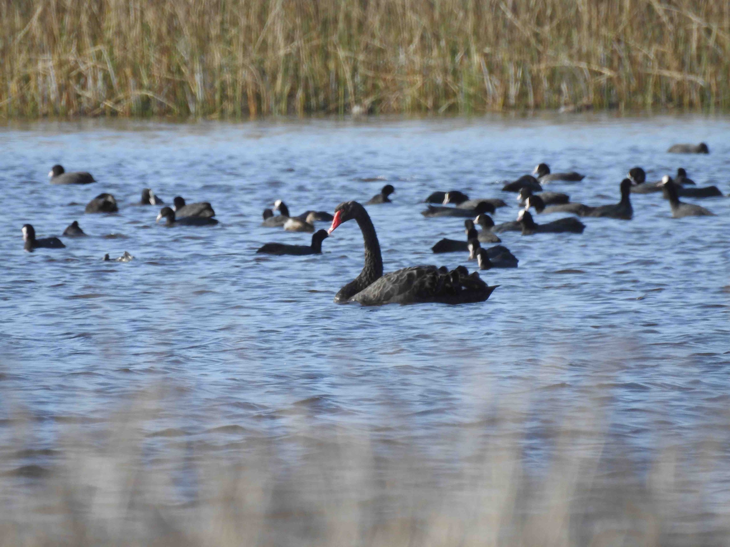 Un cigno nero in difficoltà recuperato dalle Guardie WWF
