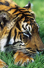 10 grandi vittorie per la tigre negli ultimi 10 anni