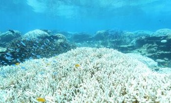 Ambiente: Australia, nuovo sbiancamento massivo della barriera corallina 