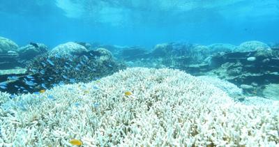 Ambiente: Australia, nuovo sbiancamento massivo della barriera corallina 