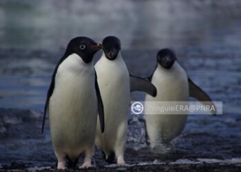 Ambiente: studio traccia spostamenti predatori marini antartici  