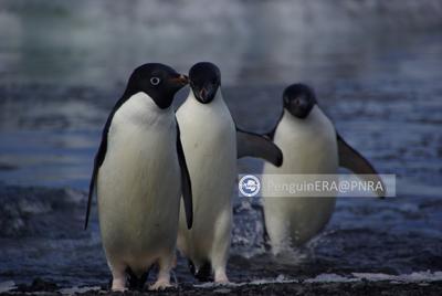 Clima ed ecosistema alterati, così mutano le 'rotte' dei predatori antartici