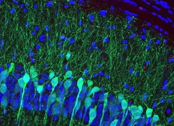 Anche i ricordi hanno un odore