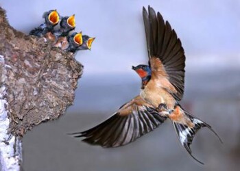 Animali: in arrivo rondini, rondoni e balestrucci, Lipu chiede protezione nidi   