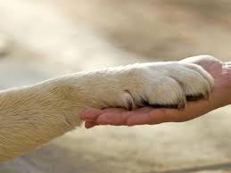 Animali: Lav nelle piazze, raccolta firme contro maltrattamenti 