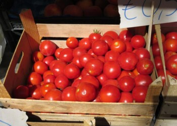 Bloccati semi in porto, patogeni da Cina