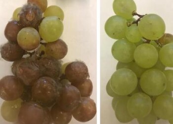 Botrite, dal Crea un rimedio naturale per le piante 