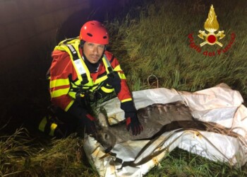 Cerbiatto soccorso dai Vvf a Pescara