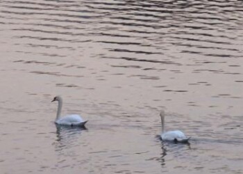 Cina: vola l’economia del cigno, quando la tutela conviene 