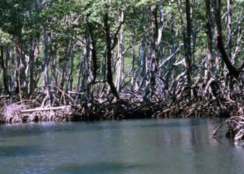 Clima: Fao al lavoro su mappatura e monitoraggio torbiere 