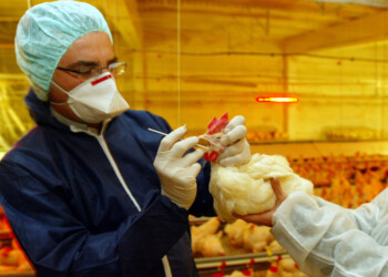 Coronavirus, 555 casi in Calabria