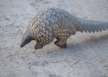 Coronavirus, esperti ancora divisi sul pangolino