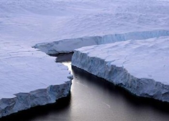 Coronavirus: Greenpeace, rischio epidemie in equilibrio uomo-microbi alterato  