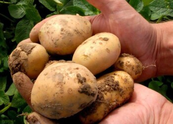 Coronavirus: Italia ferma, aumenta la coltivazione delle patate del Fucino