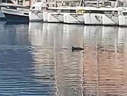 Isola d’Elba, delfini fino alla darsena di Portoferraio 