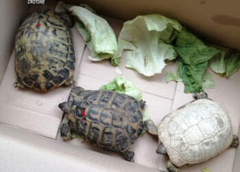 Deteneva specie protette,denunciato