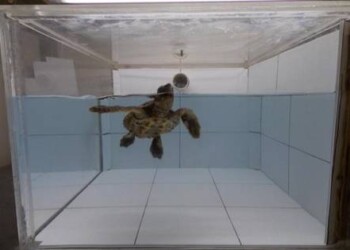 La plastica irresistibile per le tartarughe