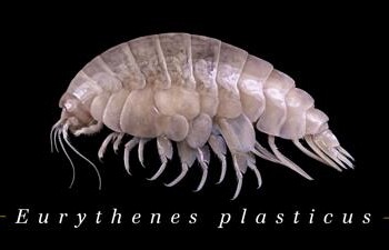 Mare: Plasticus, nuova specie appena scoperta e già contaminata da Pet 