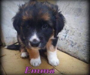 Messina:”Ciao, mi chiamo Emma , ho poco più di 1 mese e sono una cagnolina dolcissima